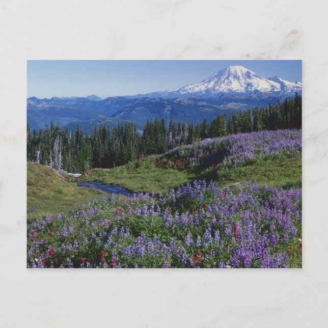 USA, Washington Mt. Adams Wilderness, Meadows Postcard (Front)