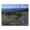 USA, Washington Mt. Adams Wilderness, Meadows