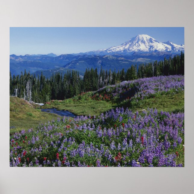 USA, Washington Mt. Adams Wilderness, Meadows Poster (Front)