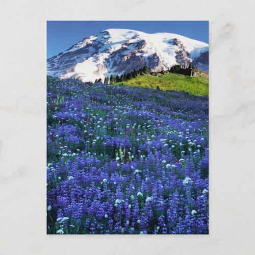 USA Washington Mt Rainier National Park Mt Postcard