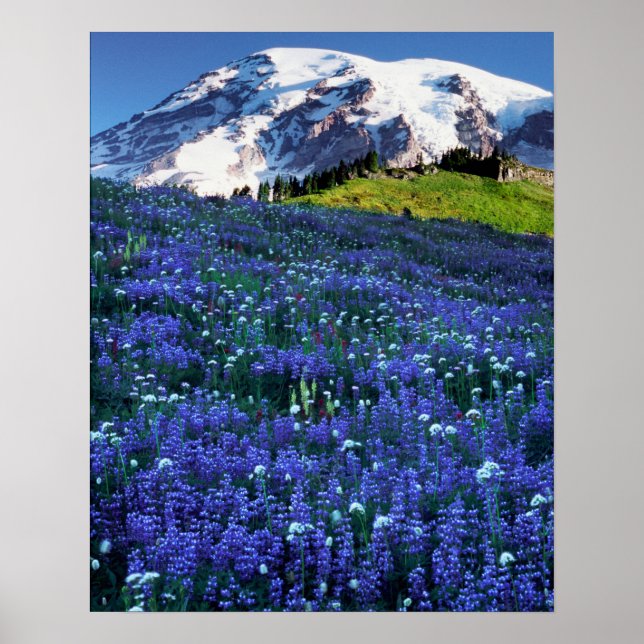 USA, Washington, Mt. Rainier National Park. Mt. Poster (Front)