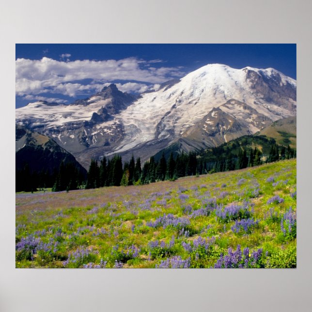 USA, Washington, Mt. Rainier National Park. Poster (Front)