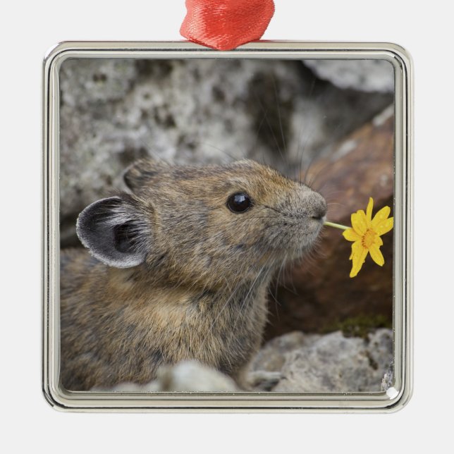 USA, Washington, North Cascades National Park, Metal Ornament (Front)
