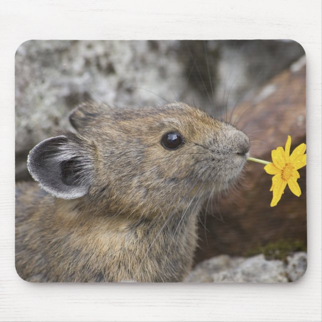 USA, Washington, North Cascades National Park, Mouse Pad (Front)