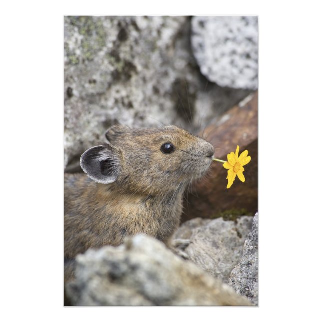 USA, Washington, North Cascades National Park, Photo Print (Front)