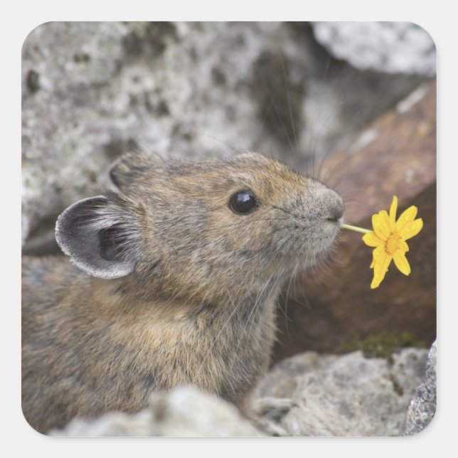 USA, Washington, North Cascades National Park, Square Sticker (Front)