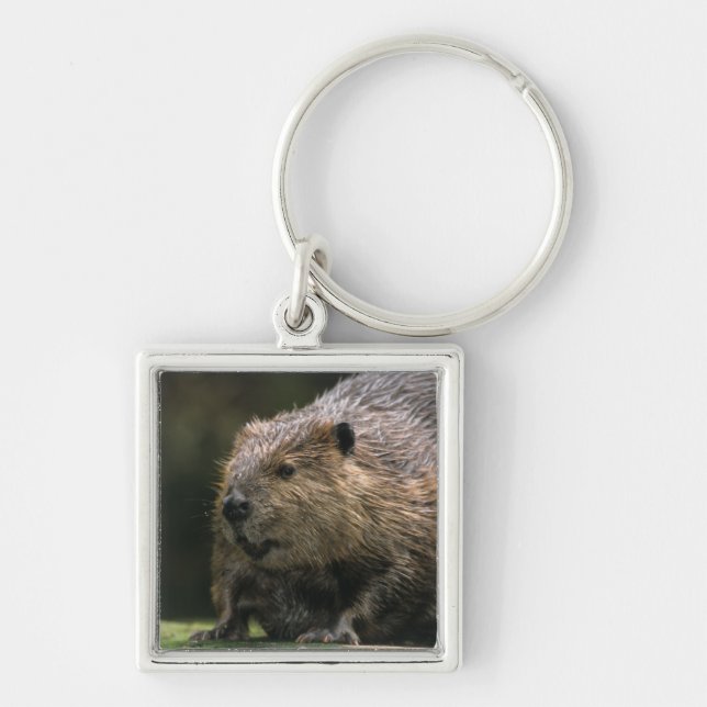 USA, Washington, Northwest Trek. Beaver Keychain (Front)
