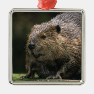 USA, Washington, Northwest Trek. Beaver Metal Ornament