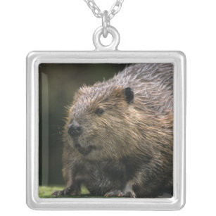 USA, Washington, Northwest Trek. Beaver Silver Plated Necklace