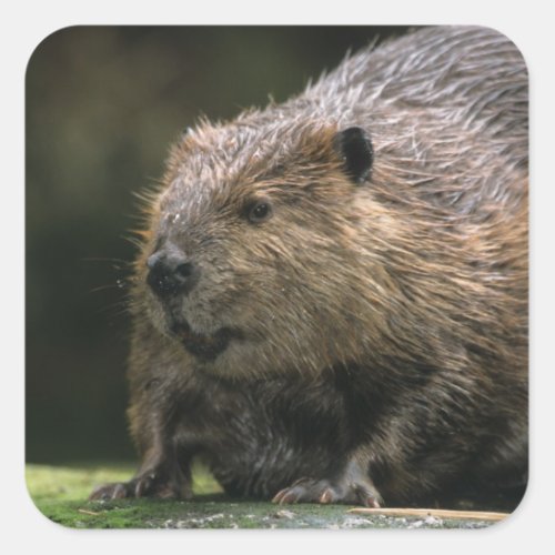 USA Washington Northwest Trek Beaver Square Sticker