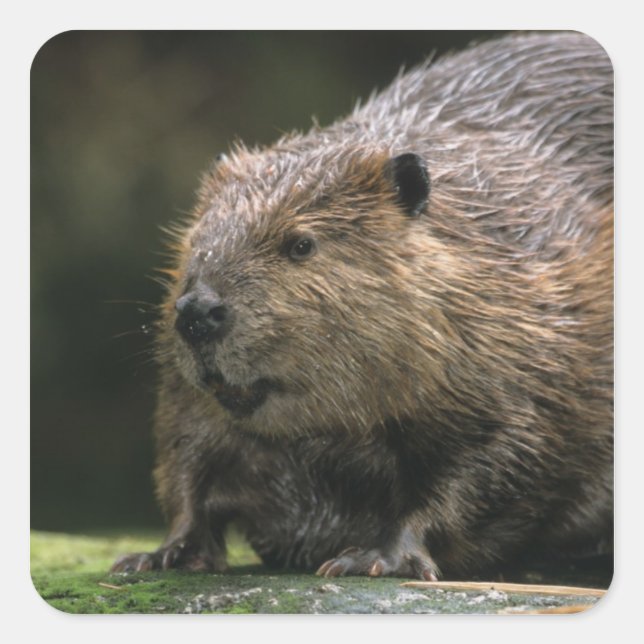 USA, Washington, Northwest Trek. Beaver Square Sticker (Front)