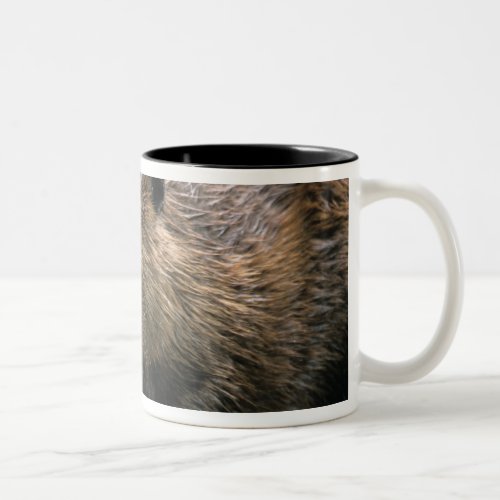 USA Washington Northwest Trek Beaver Two_Tone Coffee Mug