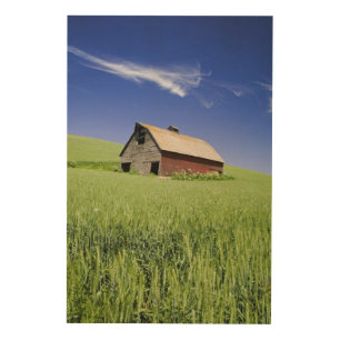 USA, Washington, Old Red Barn in the Spring Wood Wall Art