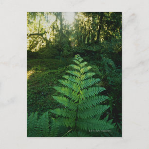 USA,Washington,Olympia National Park,Hoh River Postcard