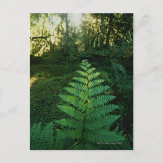 USA,Washington,Olympia National Park,Hoh River Postcard
