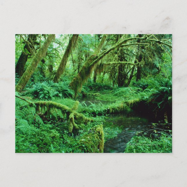 USA, Washington, Olympic Nat. Park, Hoh Rain Postcard (Front)