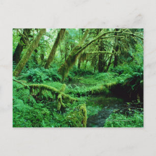 USA, Washington, Olympic Nat. Park, Hoh Rain Postcard