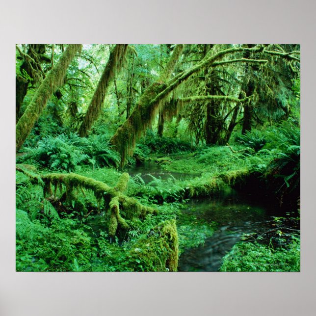 USA, Washington, Olympic Nat. Park, Hoh Rain Poster (Front)