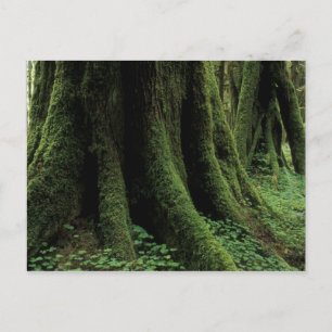 USA, Washington, Olympic National Park, 2 Postcard