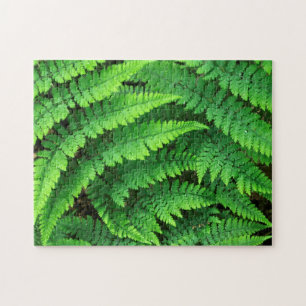 USA, Washington, Olympic National Park, Athyrium Jigsaw Puzzle