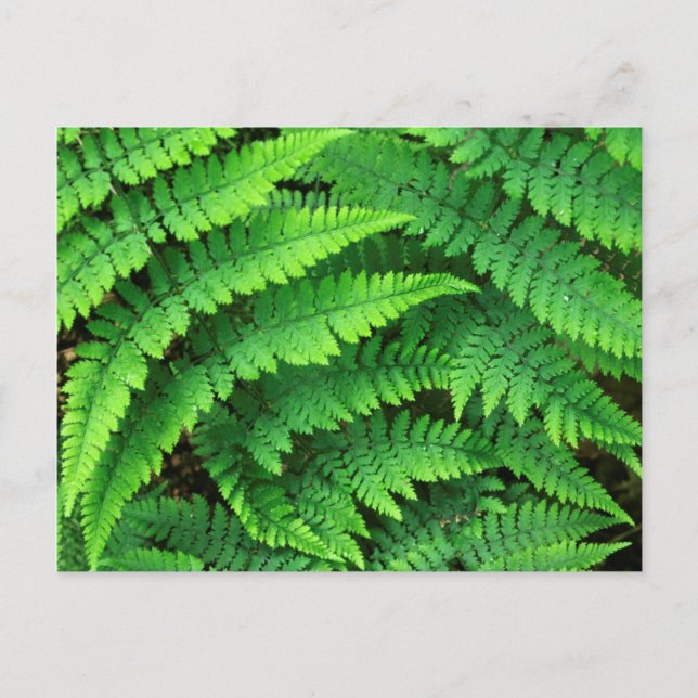 USA, Washington, Olympic National Park, Athyrium Postcard (Front)
