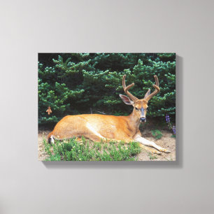 USA, Washington, Olympic National Park Canvas Print