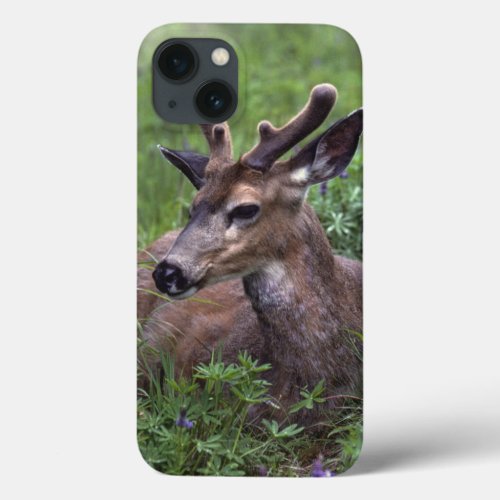 USA Washington Olympic National Park Deer iPhone 13 Case