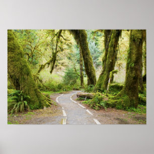 USA, Washington, Olympic National Park, Hiking Poster