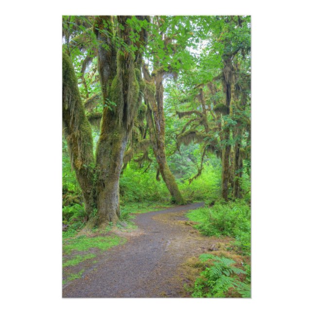 USA, Washington, Olympic National Park, Hoh Photo Print (Front)