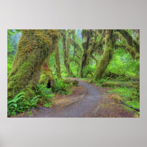 USA Washington Olympic National Park Hoh Poster