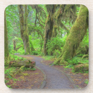 USA, Washington, Olympic National Park, Hoh Rain Beverage Coaster