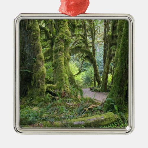 USA Washington Olympic National Park Hoh Rain Metal Ornament