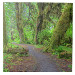 USA, Washington, Olympic National Park, Hoh Rain Tile