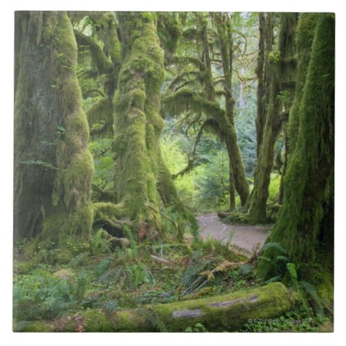 USA Washington Olympic National Park Hoh Rain Tile