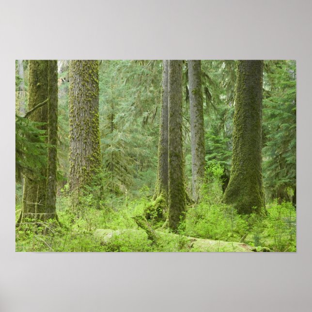 USA, Washington, Olympic National Park, Spring 3 Poster (Front)