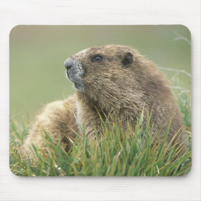 USA, Washington, Olympic NP, Olympic Marmot Mouse Pad (Front)