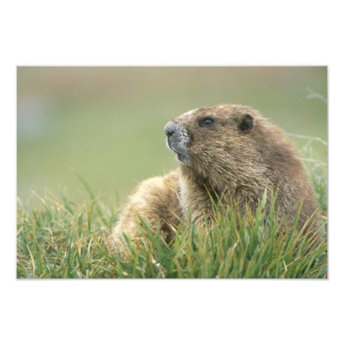 USA Washington Olympic NP Olympic Marmot Photo Print
