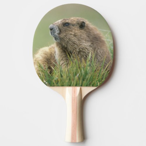 USA Washington Olympic NP Olympic Marmot Ping Pong Paddle