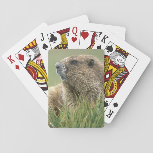 USA Washington Olympic NP Olympic Marmot Playing Cards