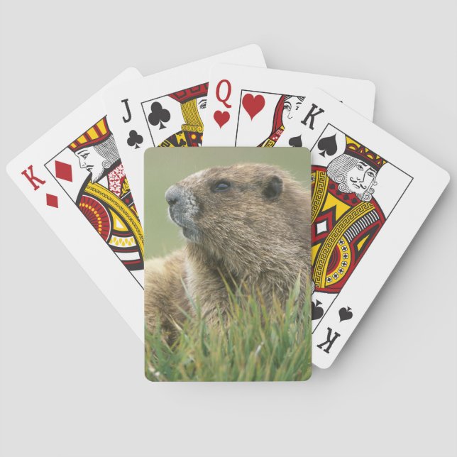 USA, Washington, Olympic NP, Olympic Marmot Poker Cards (Back)