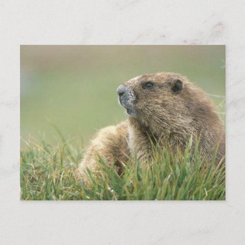 USA Washington Olympic NP Olympic Marmot Postcard