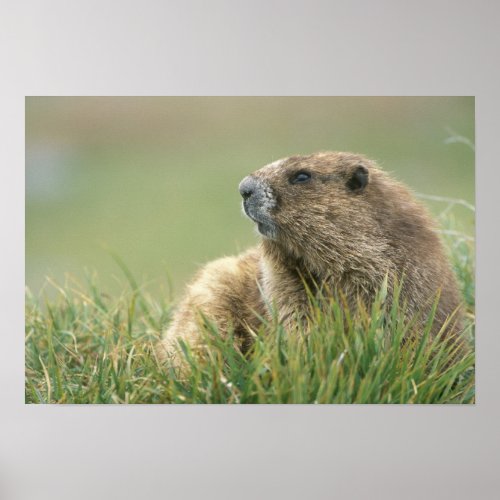 USA Washington Olympic NP Olympic Marmot Poster