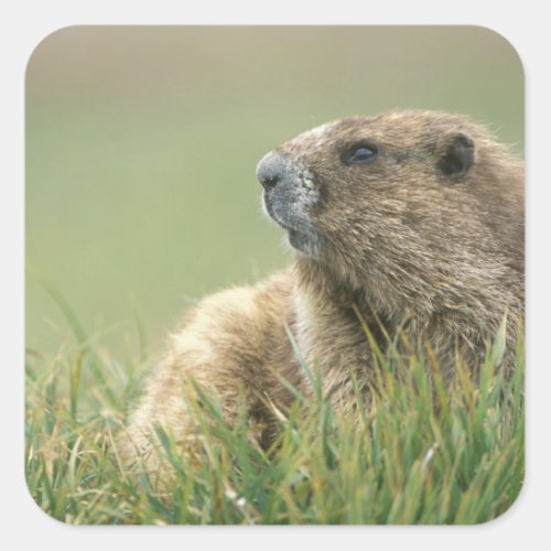 USA Washington Olympic NP Olympic Marmot Square Sticker