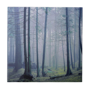 USA, Washington, Orcas Island, Moran State Park Tile