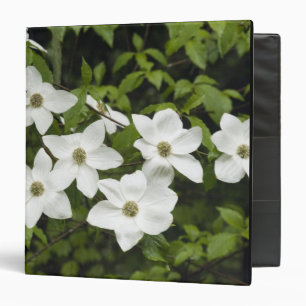 USA, Washington, Pacific Dogwood, Cornus 3 Ring Binder