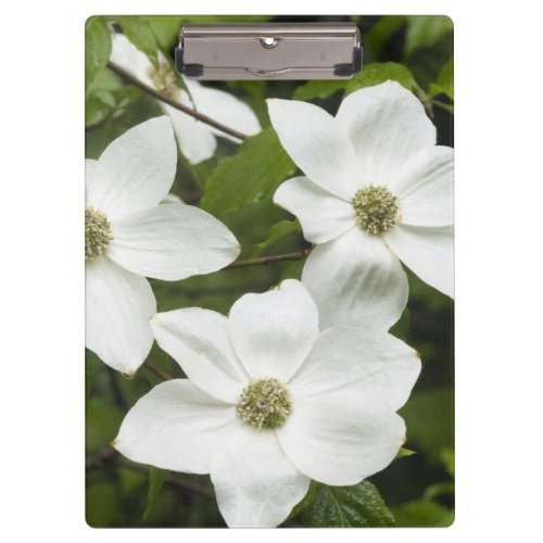 USA Washington Pacific Dogwood Cornus Clipboard