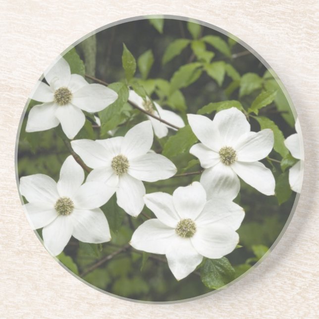 USA, Washington, Pacific Dogwood, Cornus Sandstone Coaster (Front)