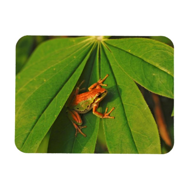 USA, Washington, Seattle, Discovery Park 2 Magnet (Horizontal)