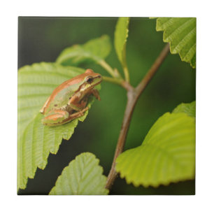 USA, Washington, Seattle, Discovery Park Ceramic Tile