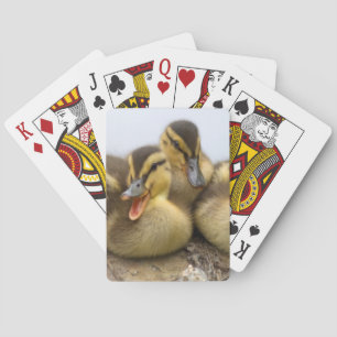 USA, Washington, Seattle, Lake Washington Poker Cards